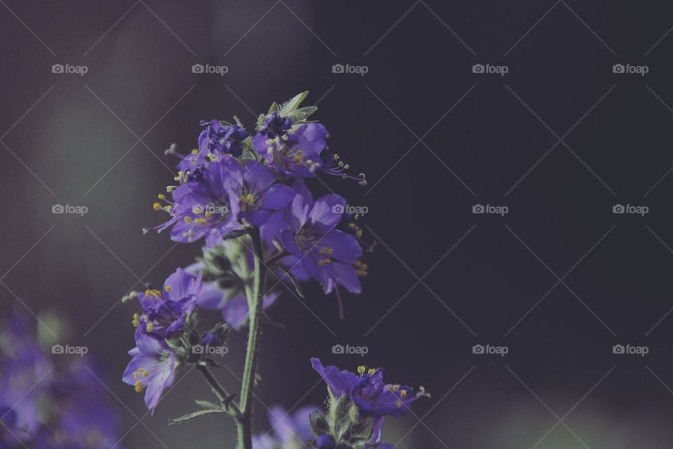 Black background with purple flower