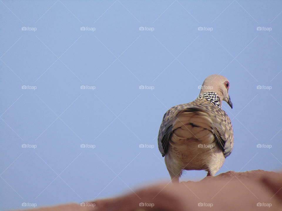 spotted dove captured in my camera