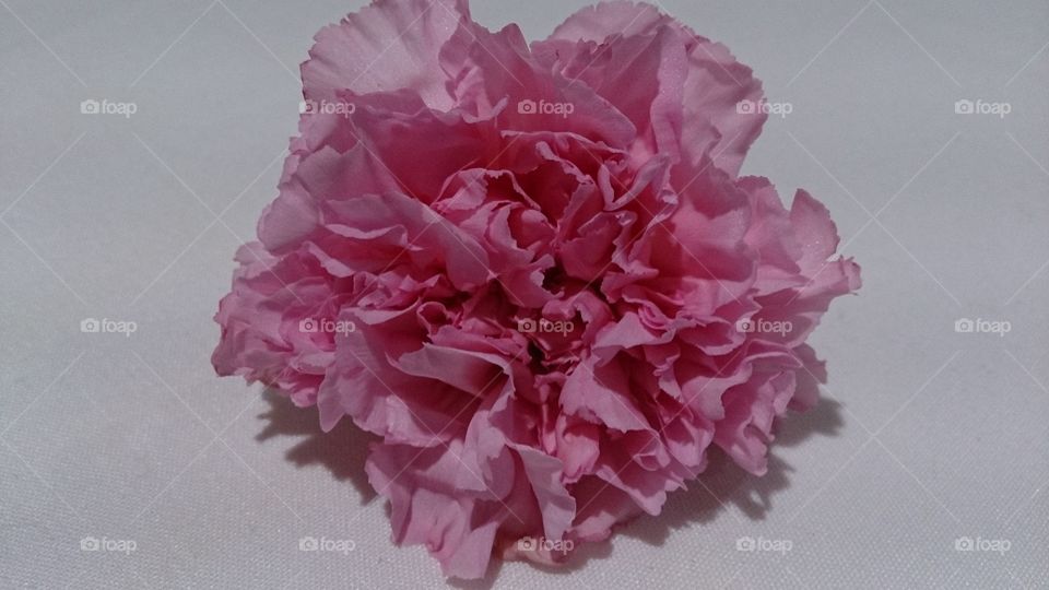 A Single Pink Carnation