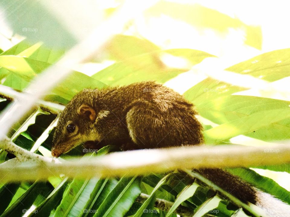 A species of squirrel or tree rat on a fern leaf