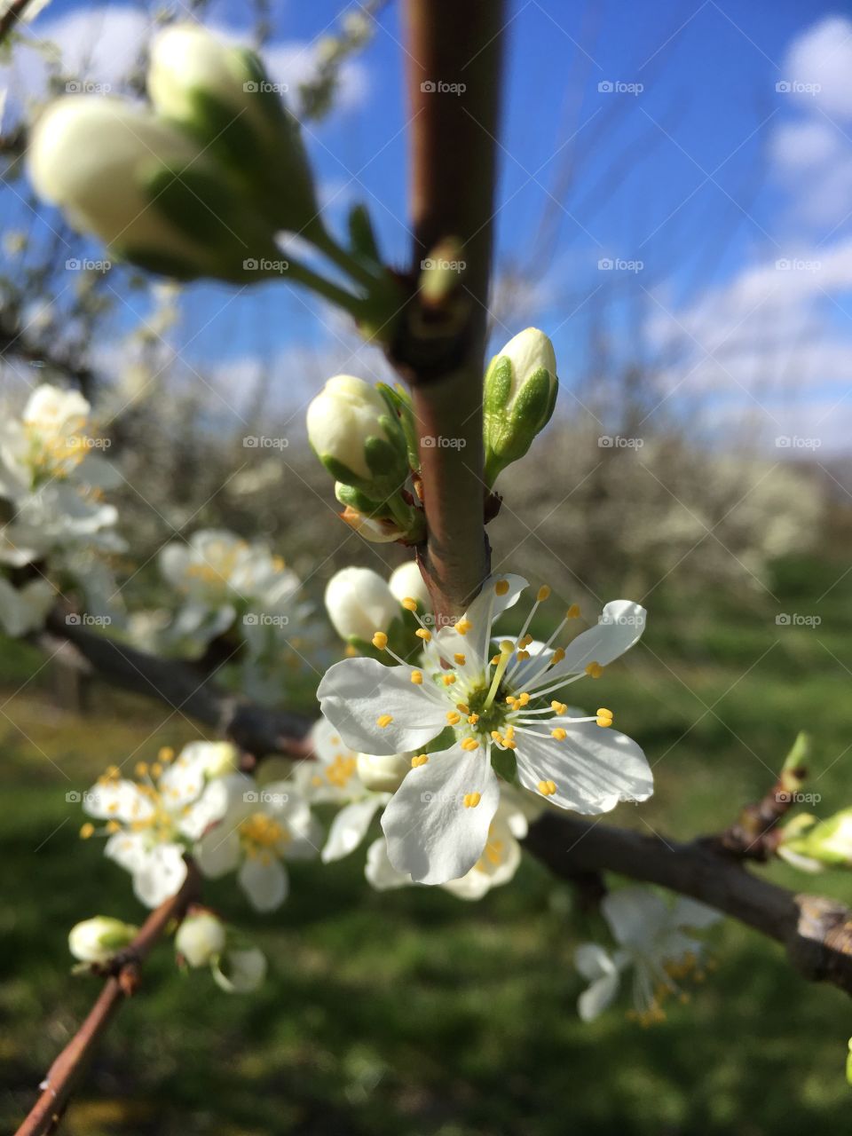 White blossom close up
