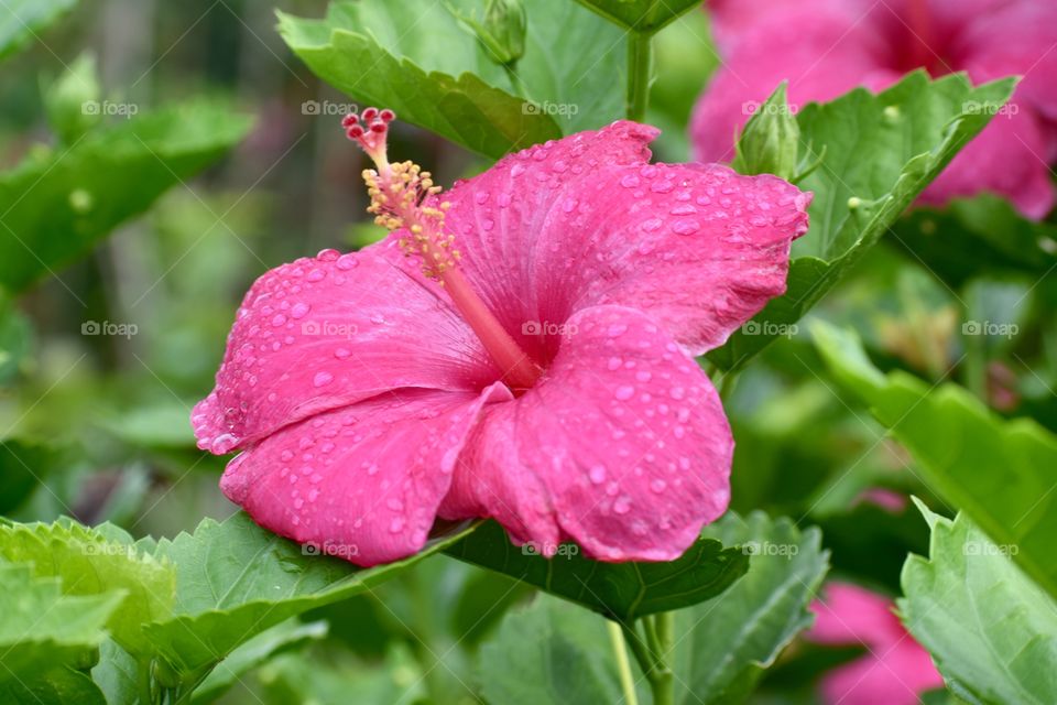 Hibiscus, the state flower of Hawaii, and this one deliciously pink with raindrops from an overnight shower.