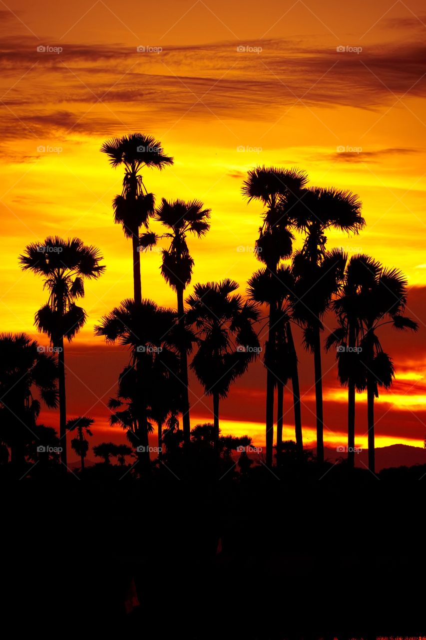 Sunset, No Person, Palm, Sun, Silhouette