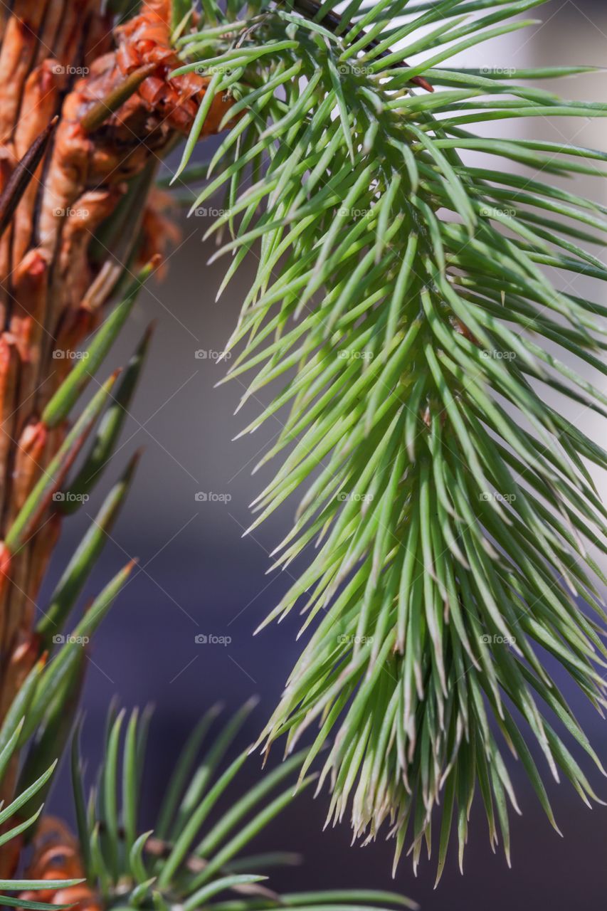 Young shoot spruce macro