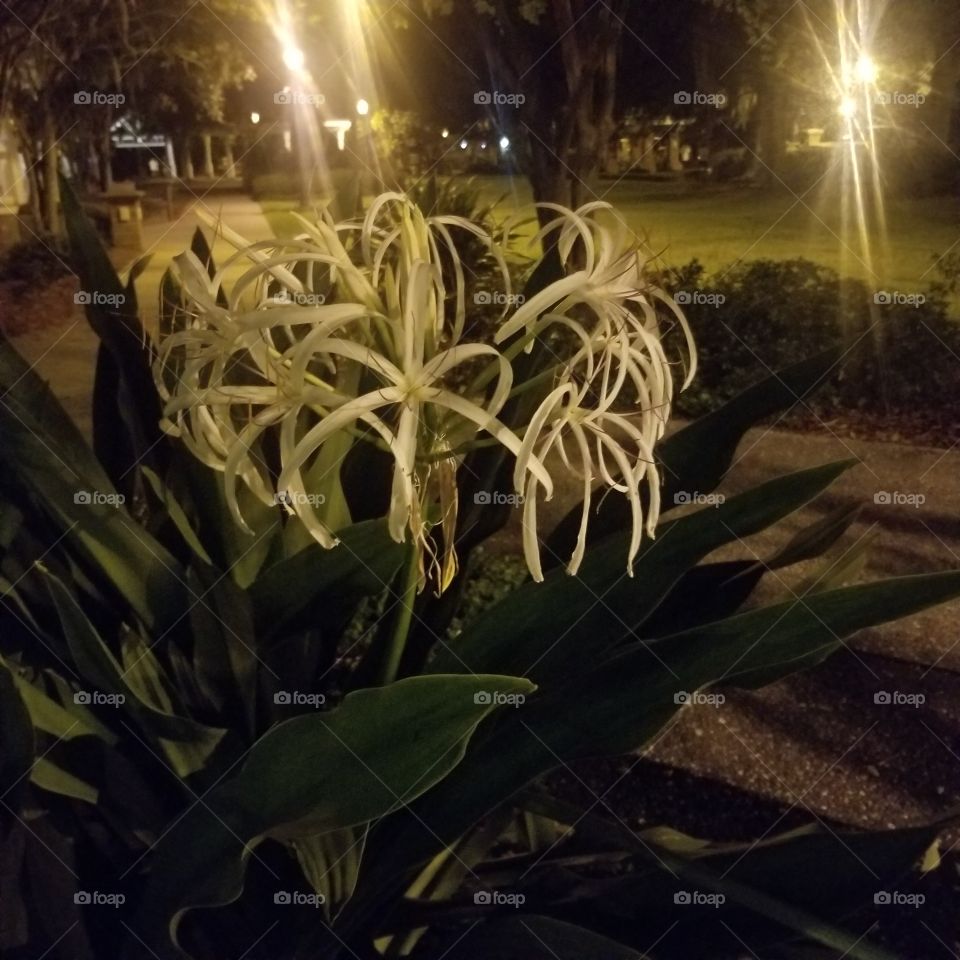 flower at night