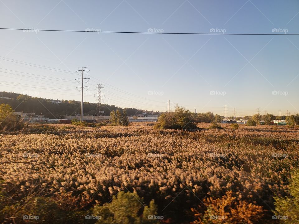 Field of wheat!