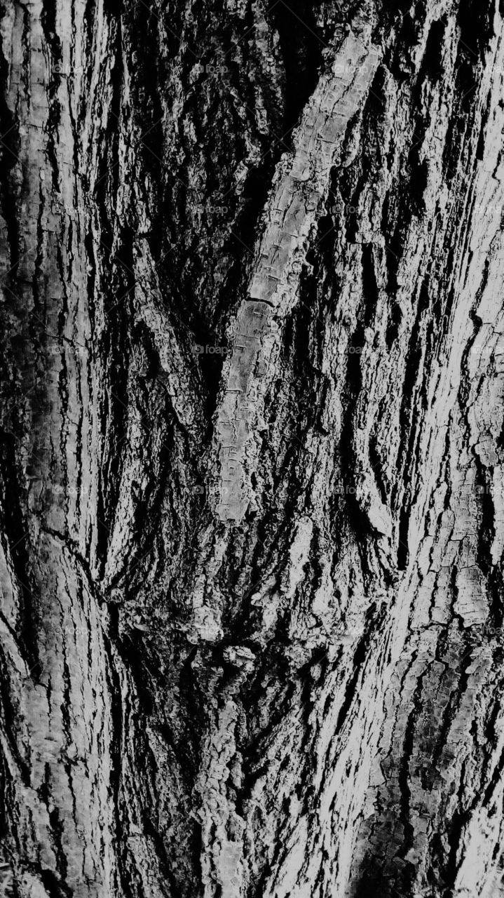 Dry rought old bark tree in monochrome
outdoors