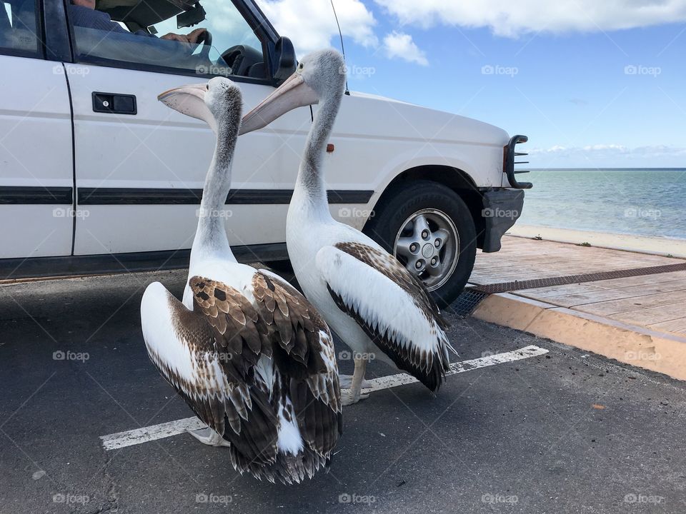 Seagulls sure are big in Australia! Two Pelicans getting food handouts from people in car 
