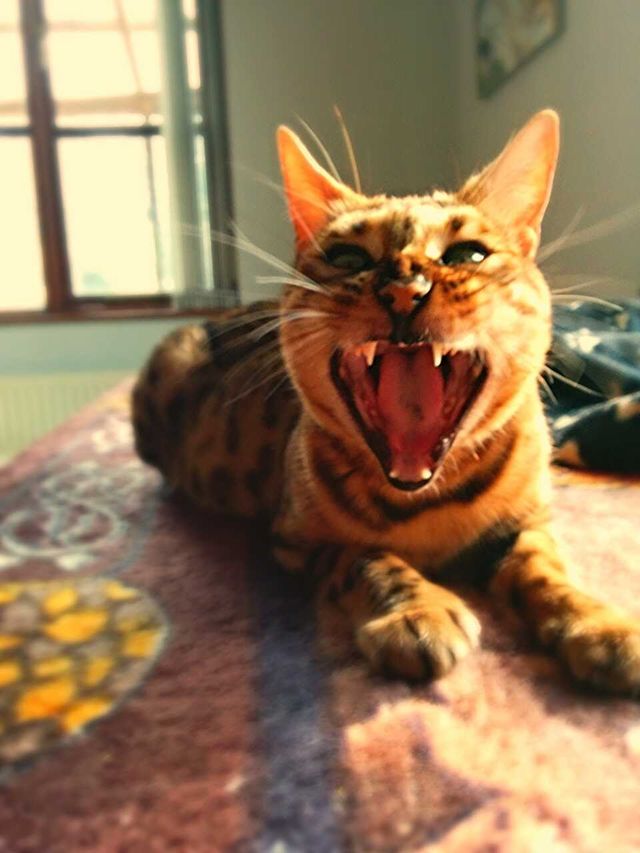 The Yawning Bengal