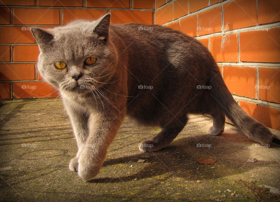 british shorthair cat closeup on a natural background