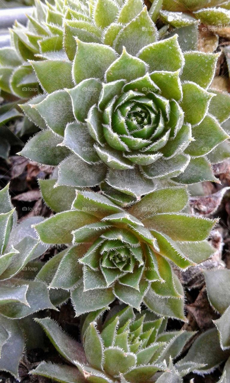 Hen & Chicks