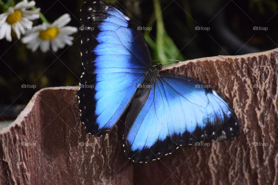 Beautiful blue butterfly 