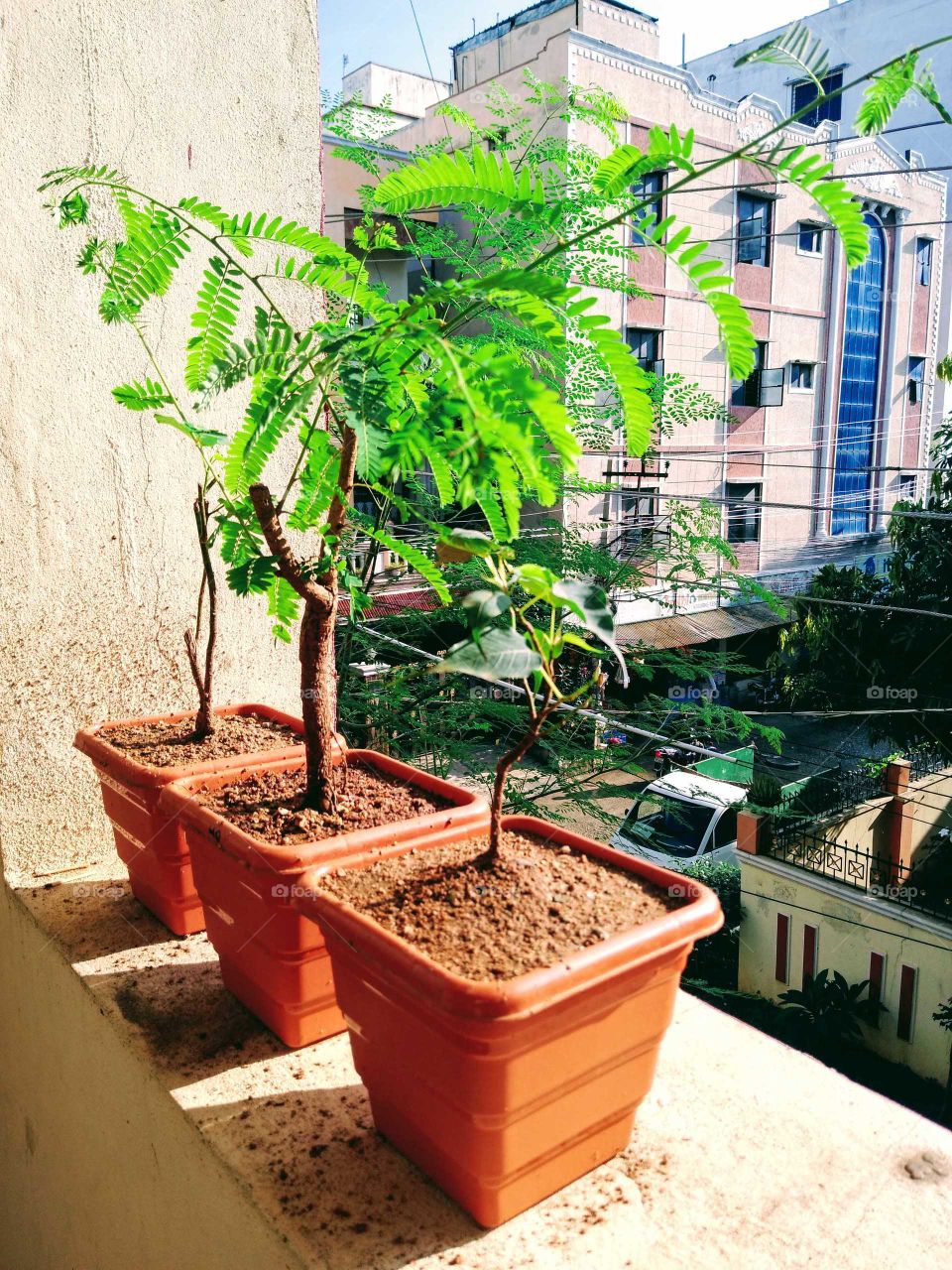 three bonsai plants in my home