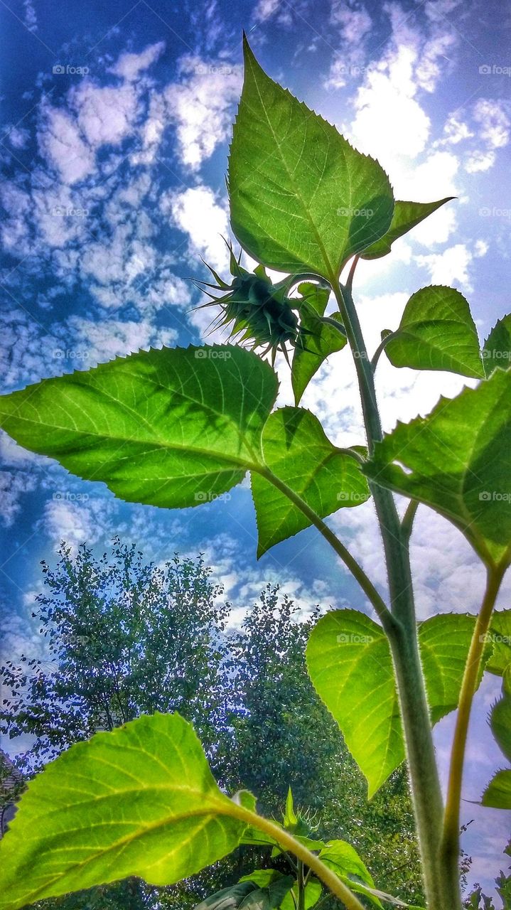 Low angle view of sunlight on plant