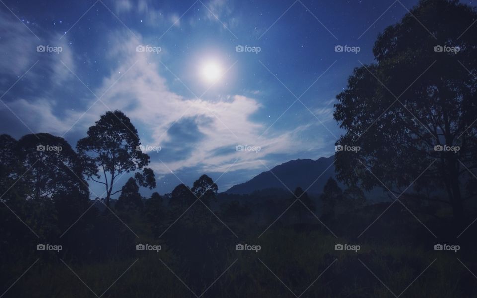 Night sky with trees
