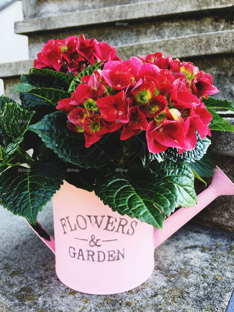 Flowers in a pot 