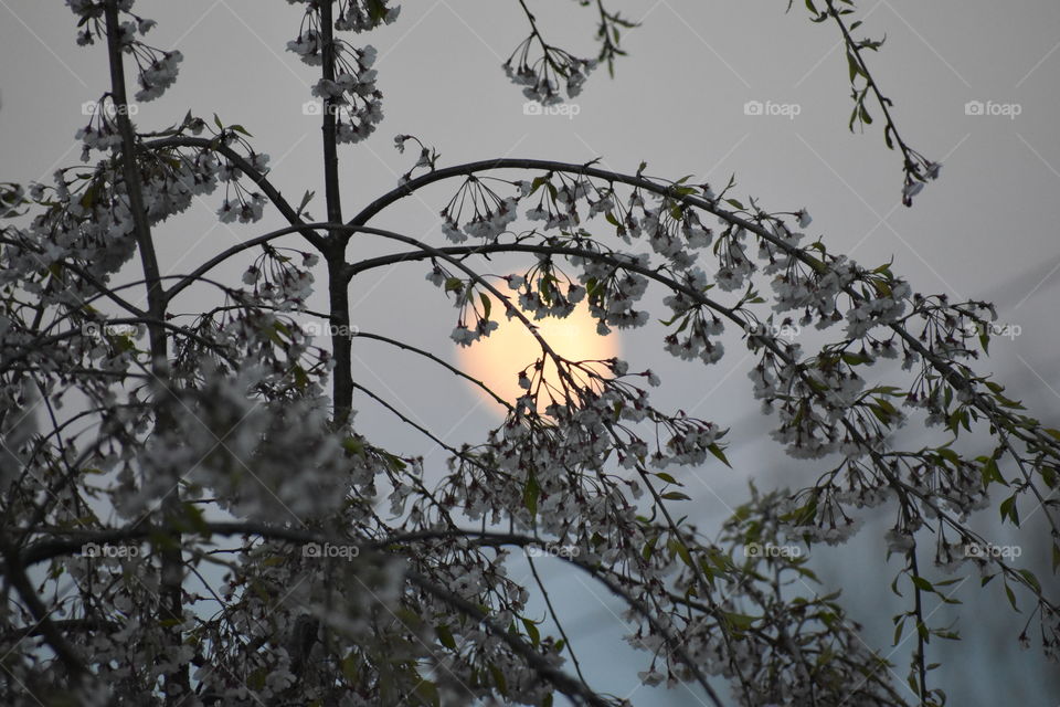 Full moon in the summer sky