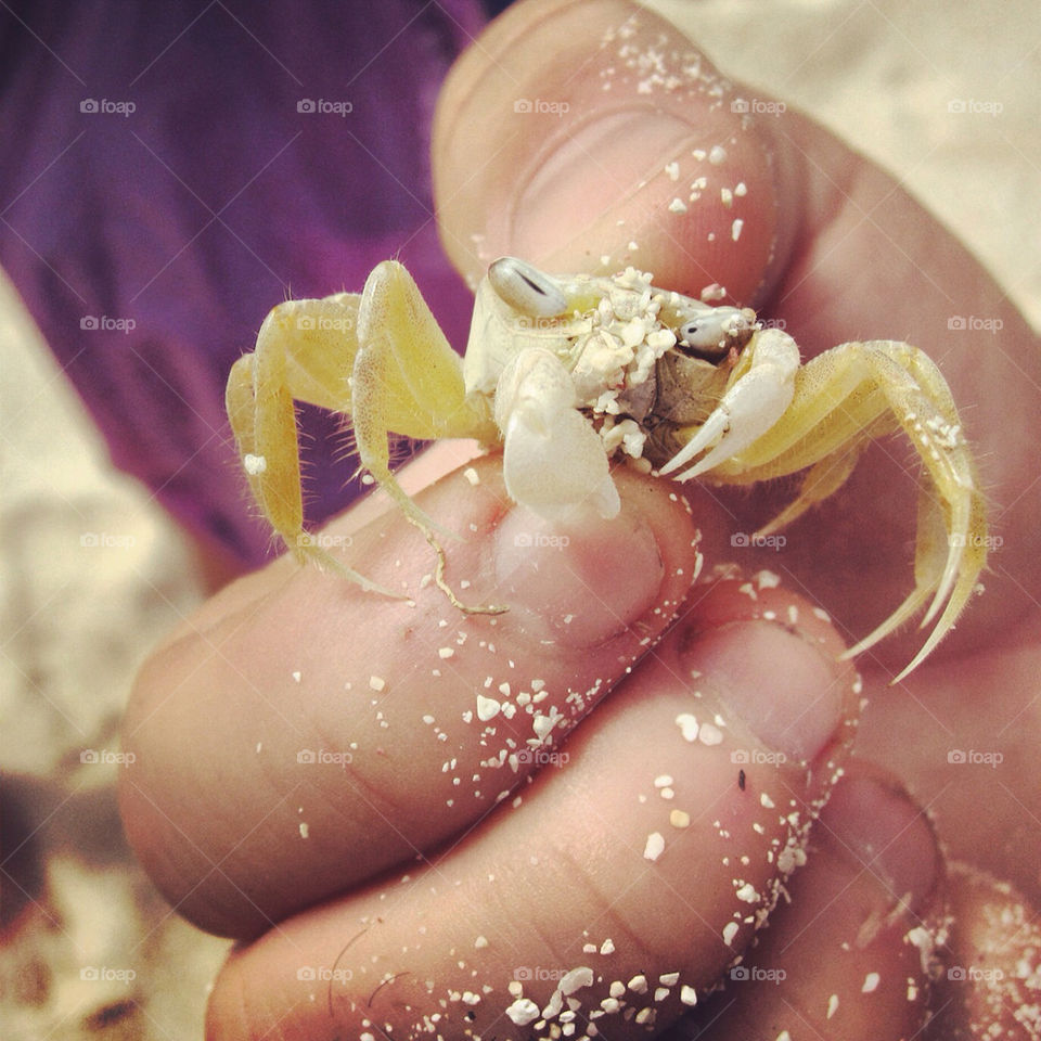 beach nature animal crab by nypsa