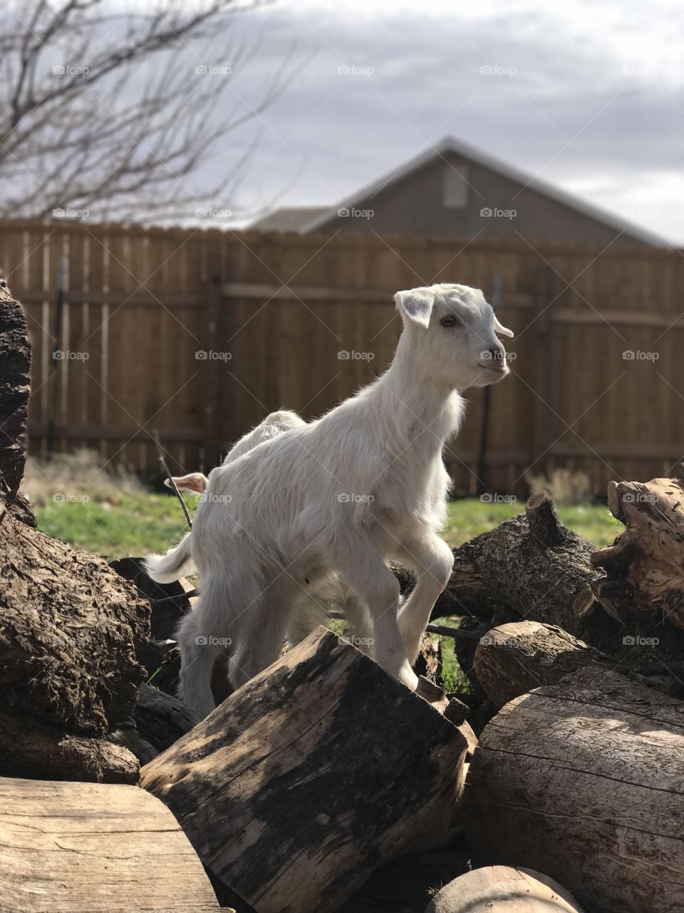 Baby goats frolicking. 