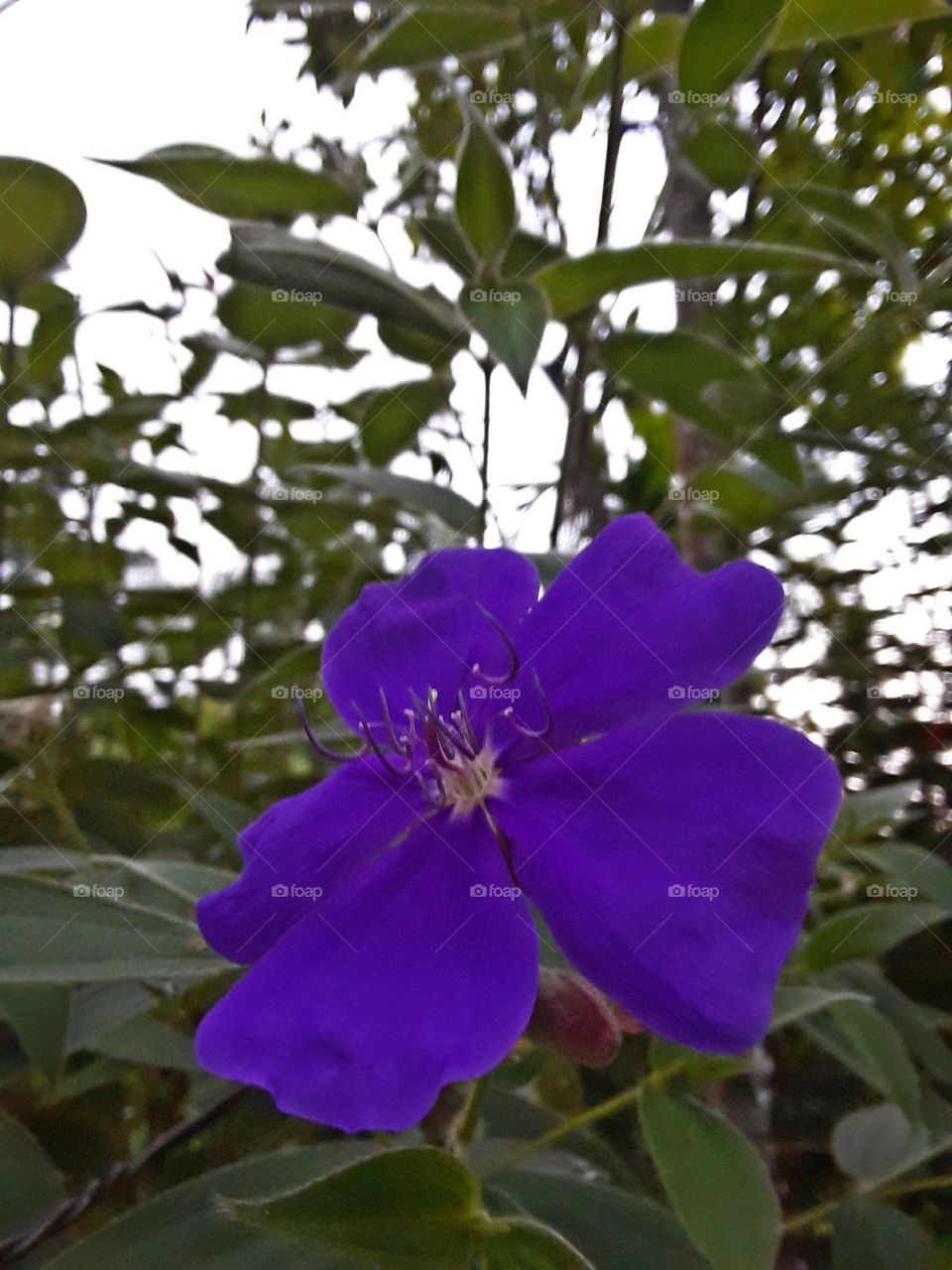 purple flora