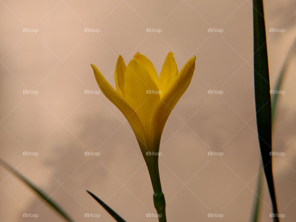 YELLOW LILLY