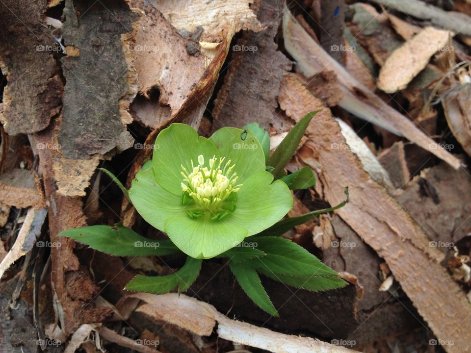 green flowers