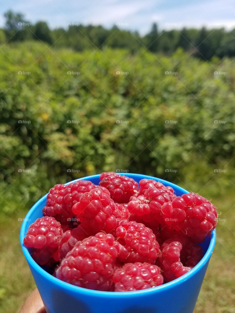 raspberry picking summer