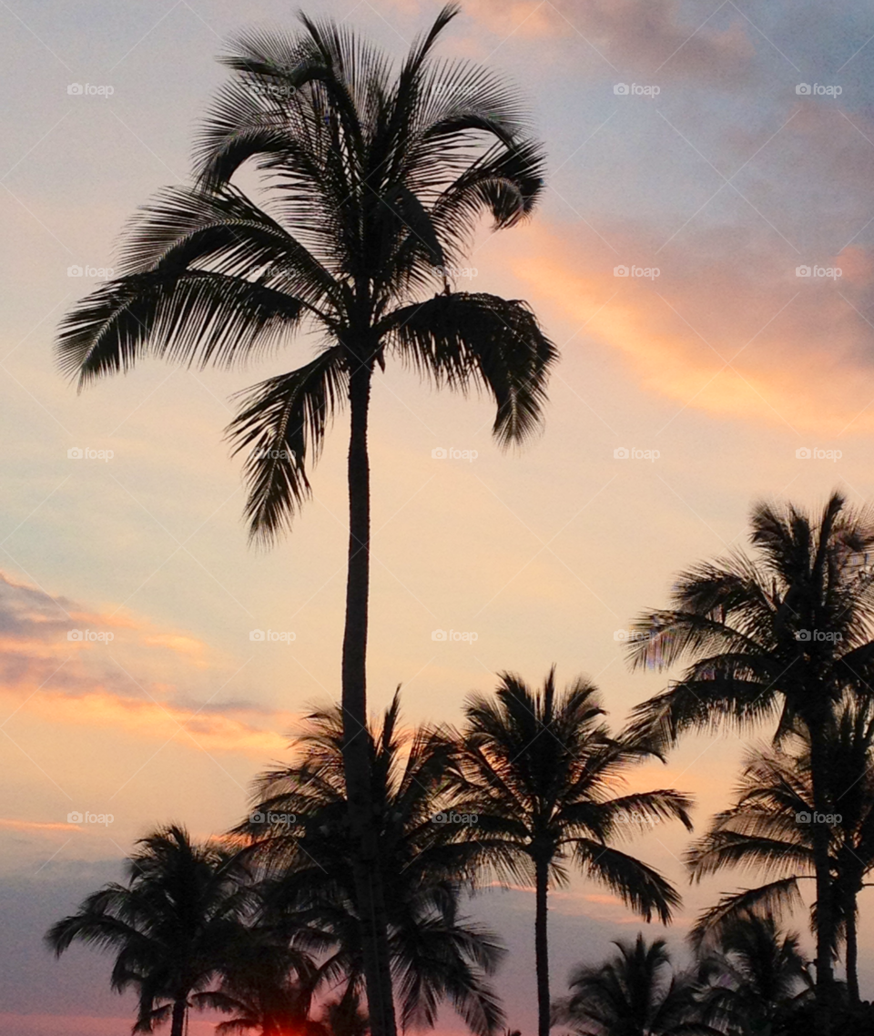 Big Island Palm
