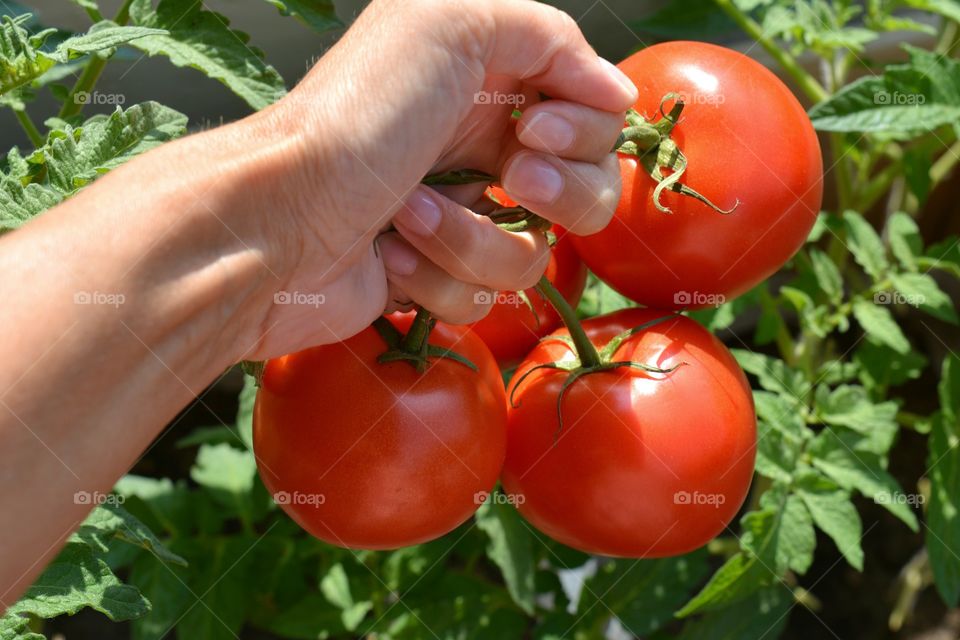 tomatoes