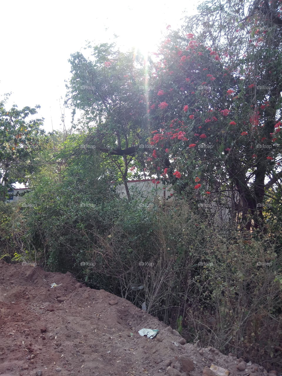 flowers in tree