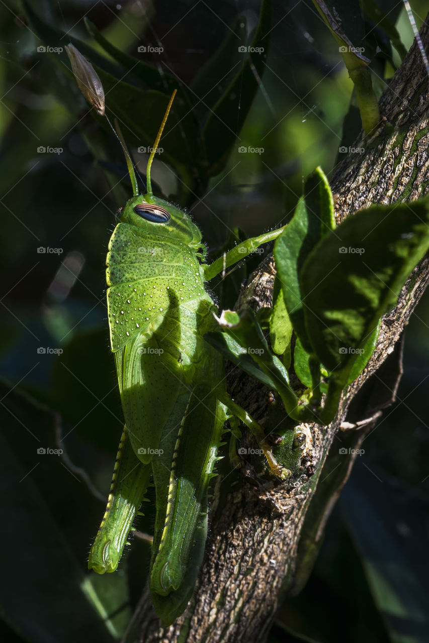 A green grasshopper hiding behind some chinotto's leaves