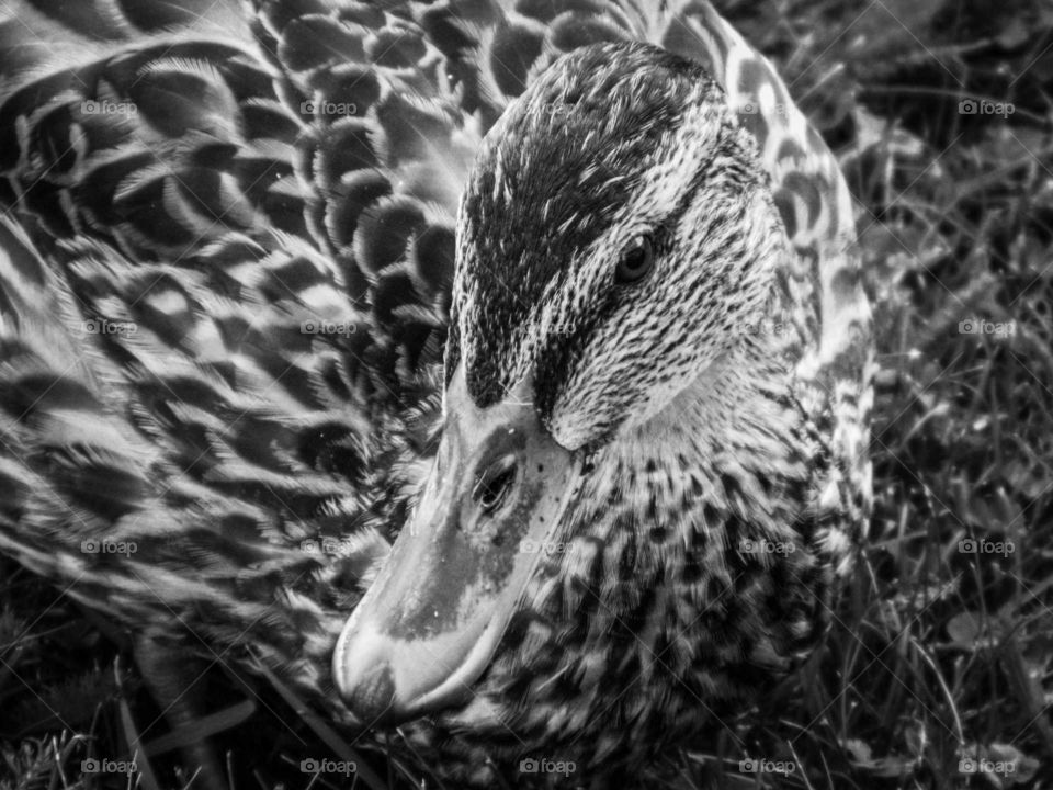 portrait of a duck