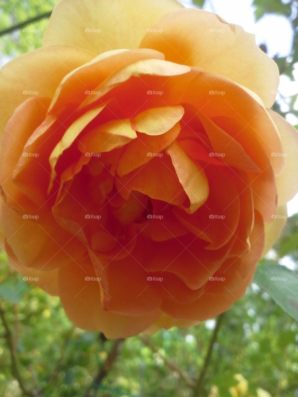 Peach Rose
