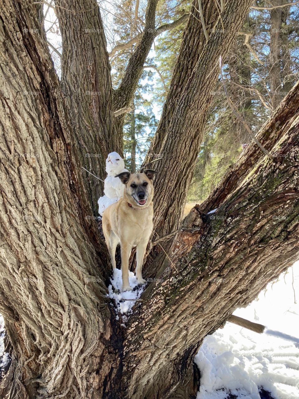 Dog climbing a tree