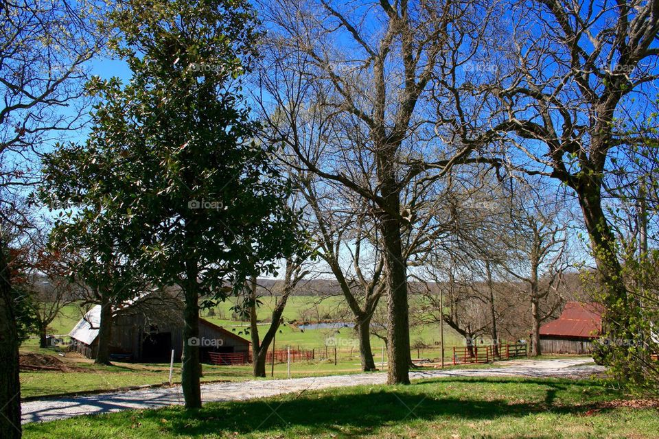 On the Farm