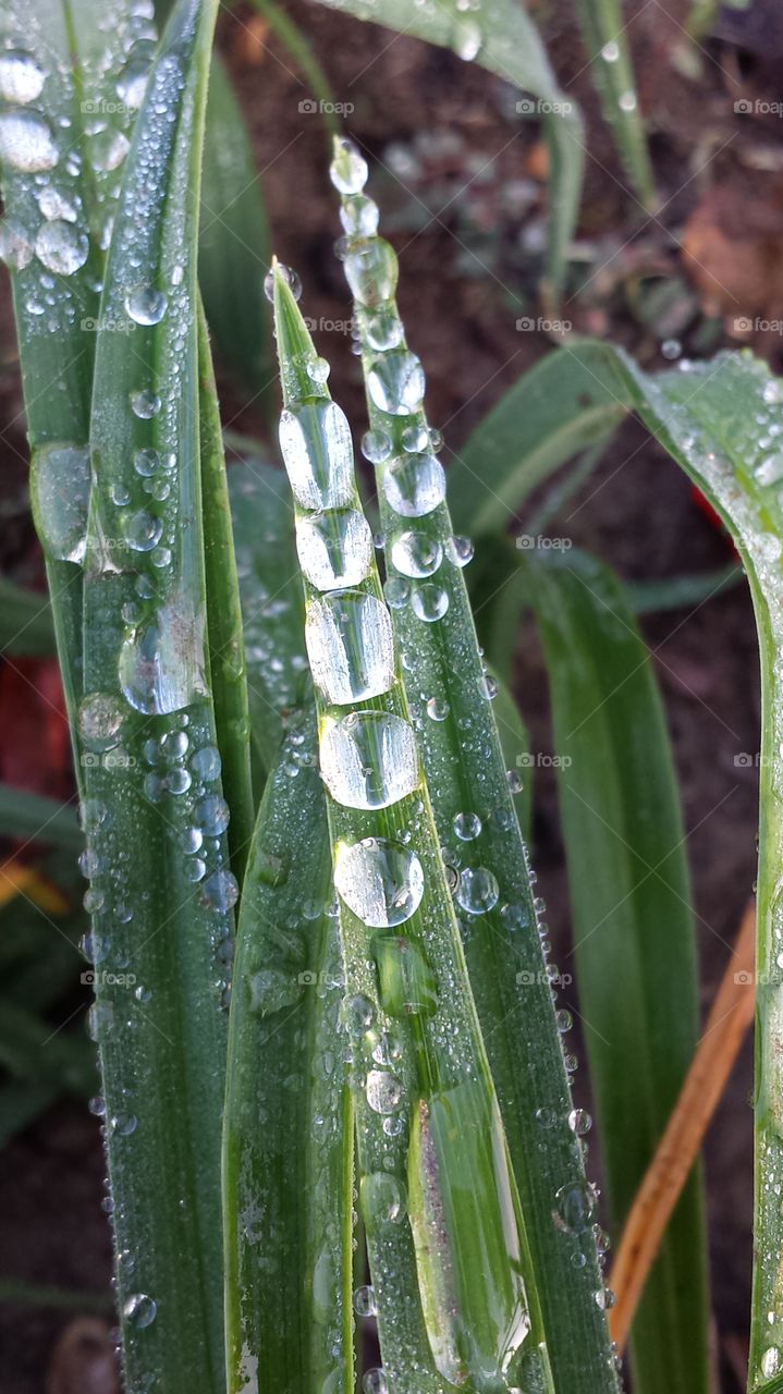 a line of water droplets on a plant in the park