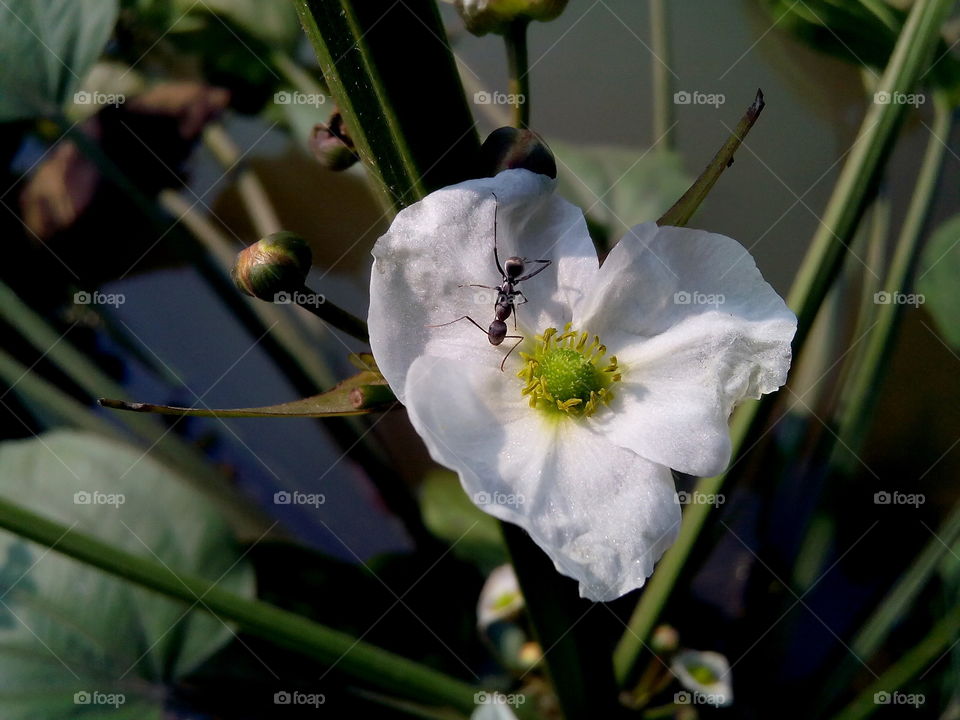 A black ant playing with white Bangladeshi flower
location :Dhaka, Bangladesh