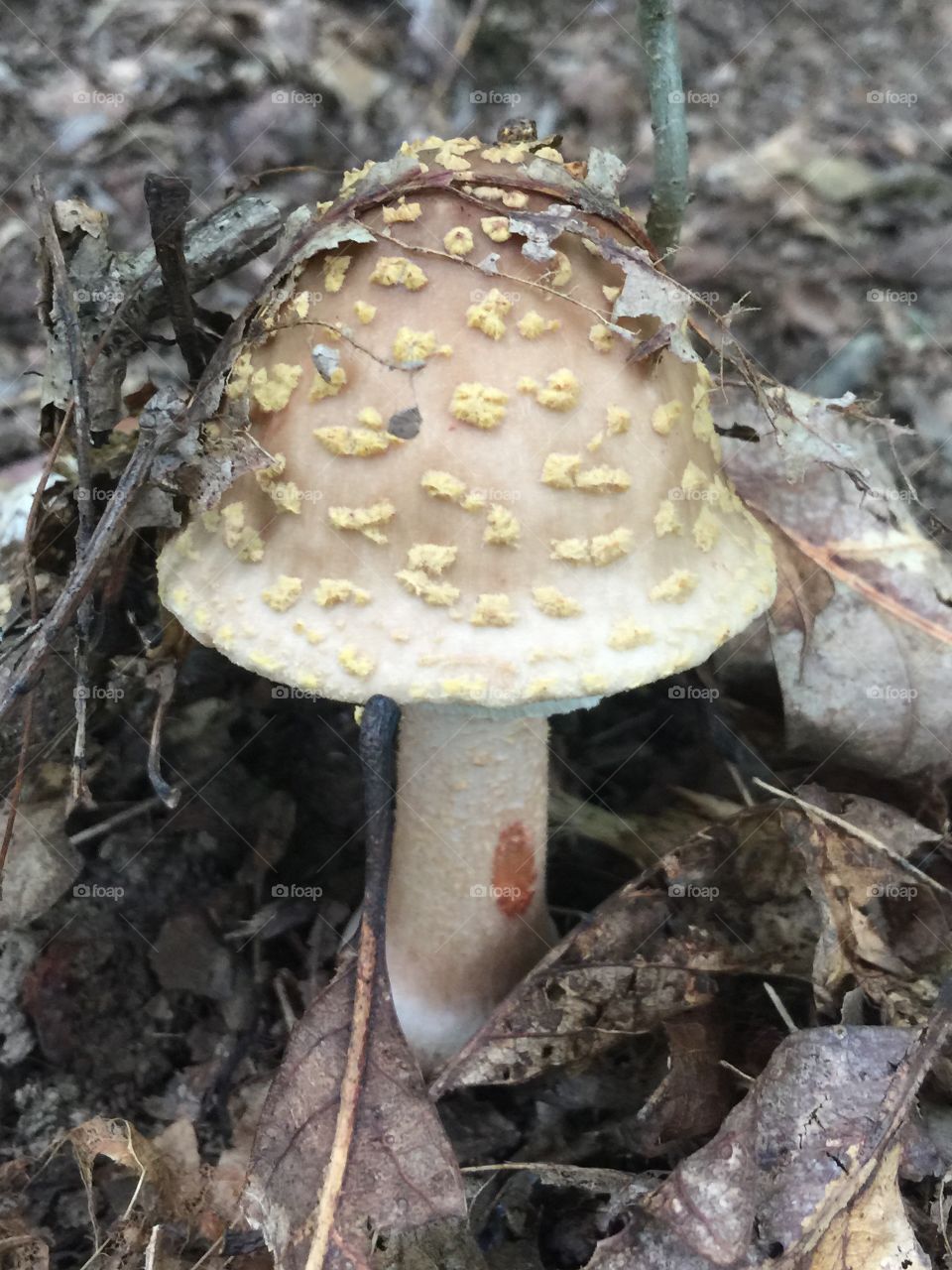 Cool cap on this mushroom