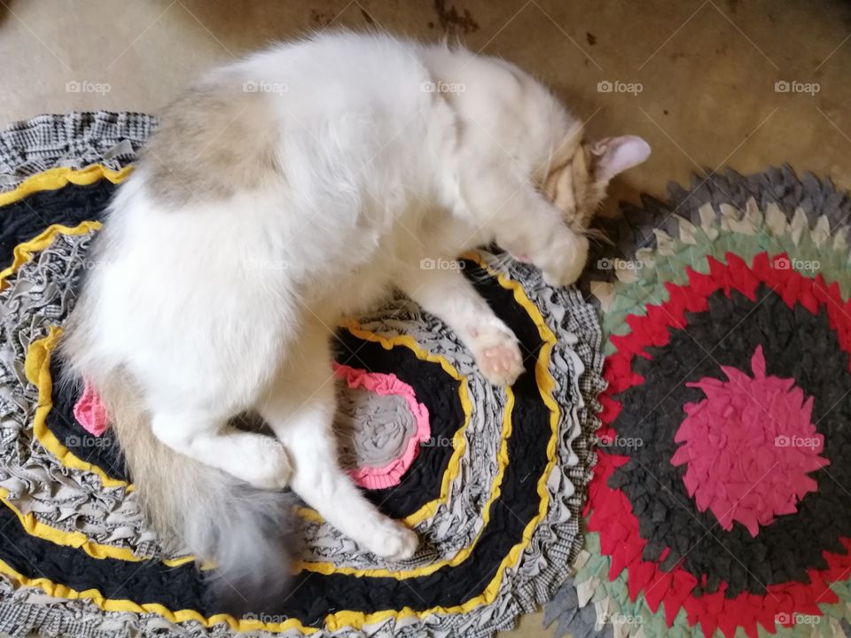 Sleepy Cat 🐈 Kitty 😴