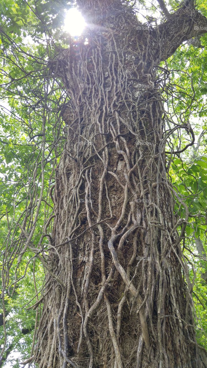 knarled root bound tree