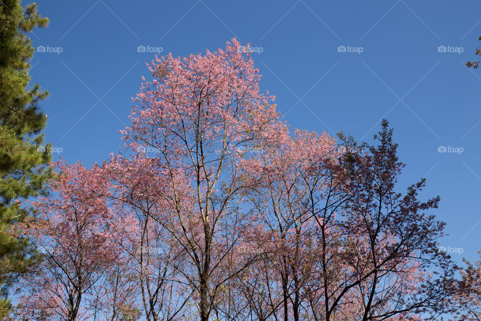 Sakura flower in Thailand 