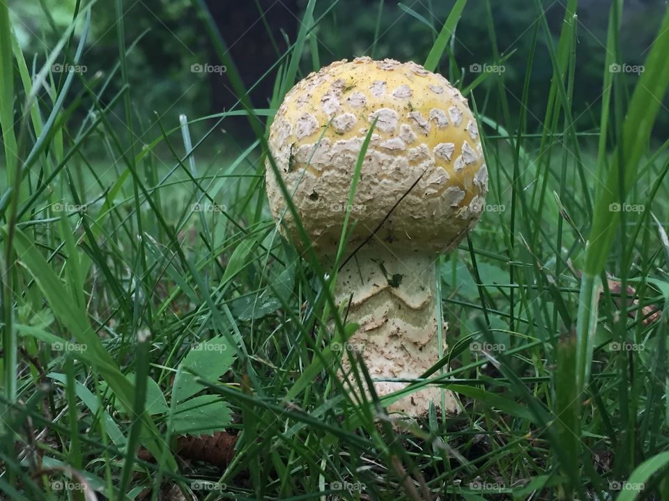 Mushroom fungi