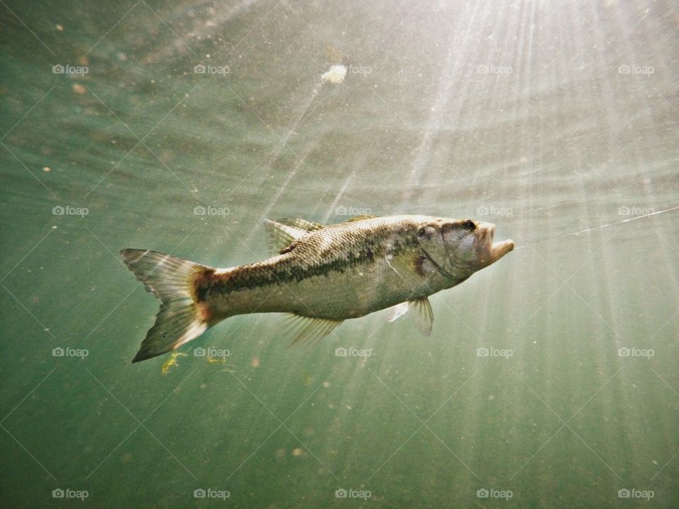 Dove in while fishing to find some Large Mouth Bass