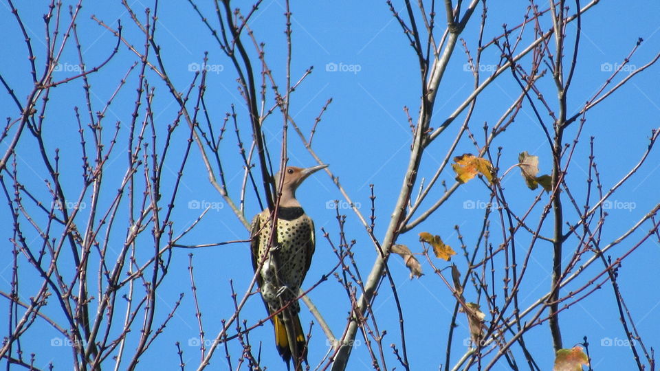 Bird, Wildlife, Outdoors, Tree, Nature