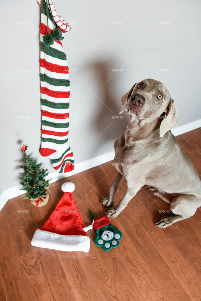 Weimaraner dog sitting amongst Christmas decorations