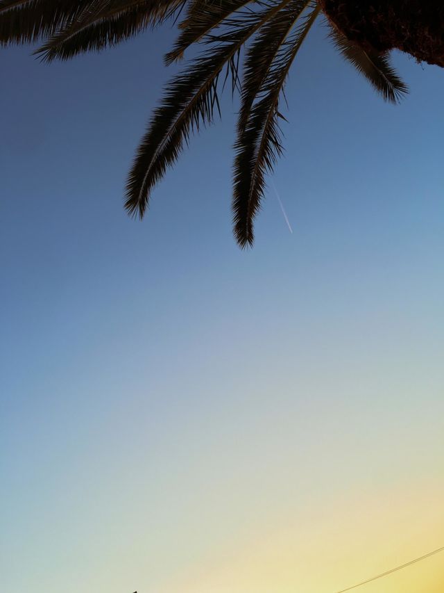 sunset, plane and palm tree , Mali Lošinj , Croatia