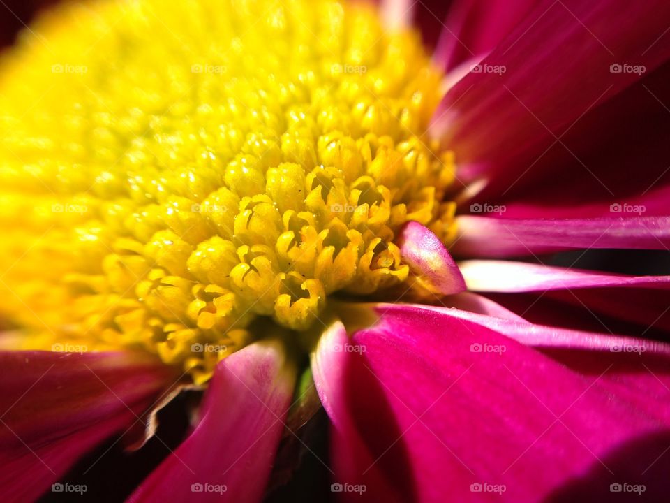 Yellow flower buds . Yellow color flower buds with purple petals 