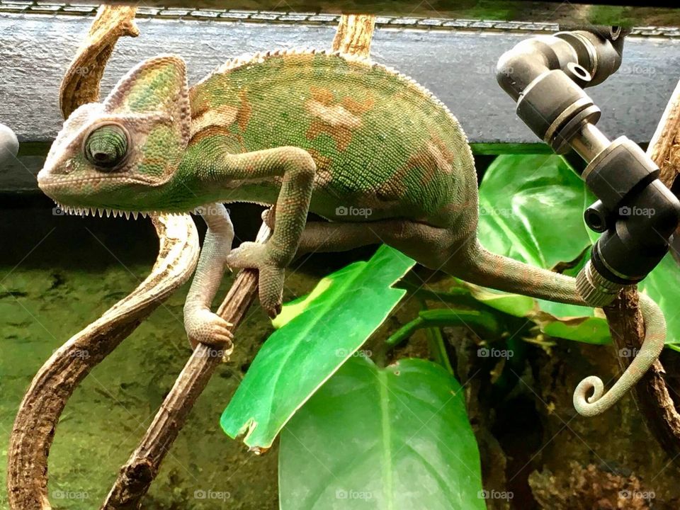 Perfect picture of Chameleon