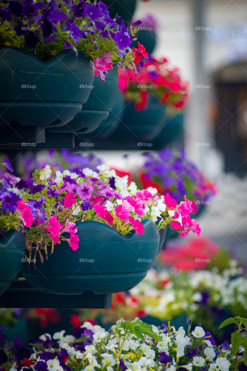 Street flowers colorful