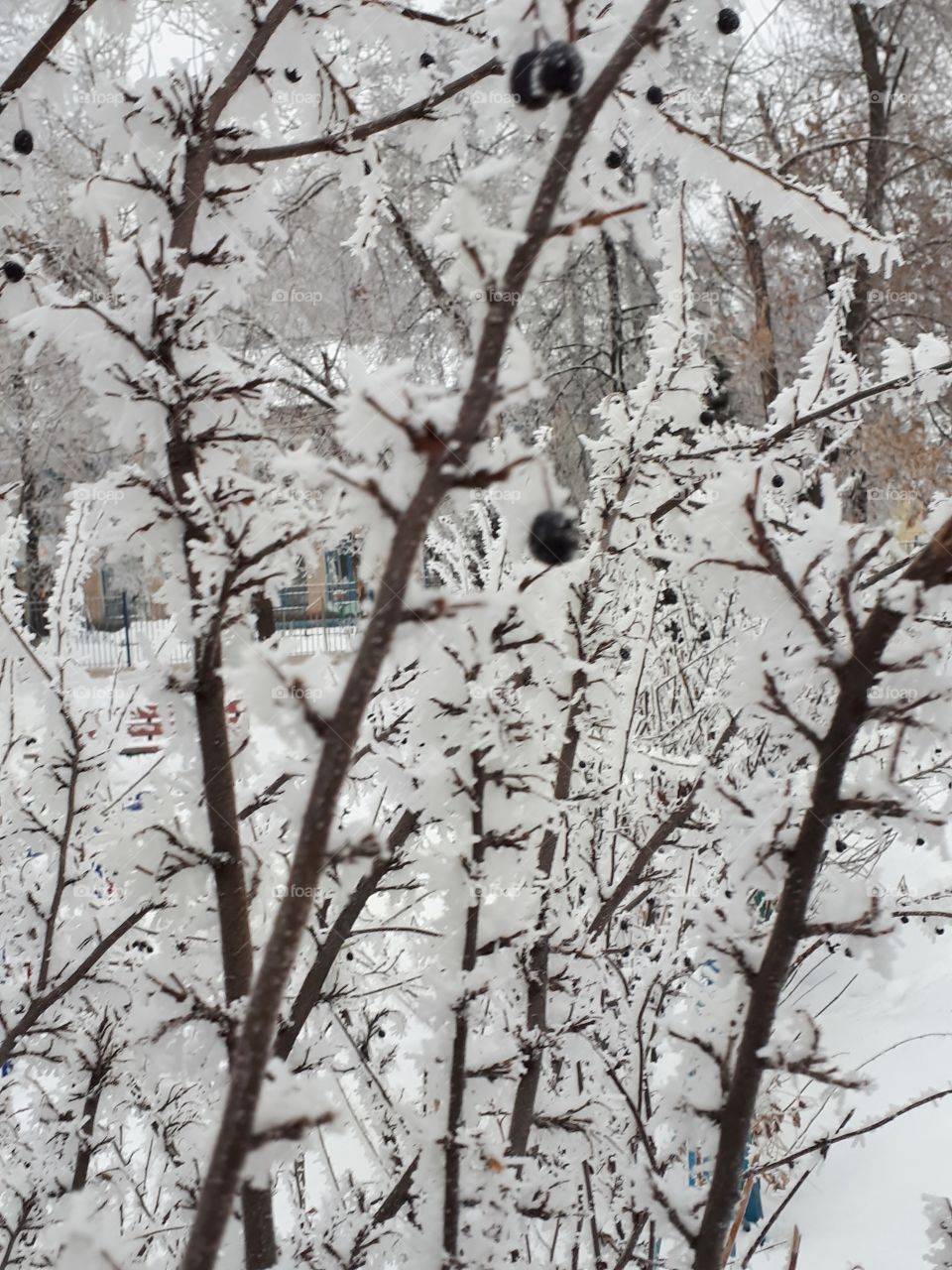 Shrub with black fruits under snow